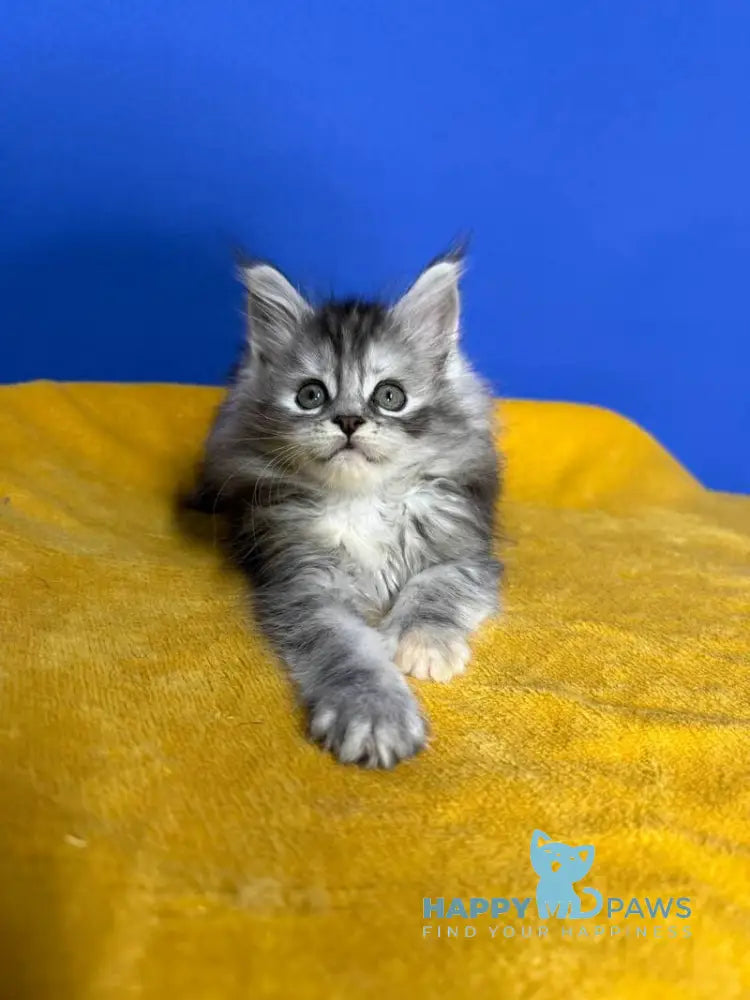 Denisa Maine Coon female black tortie silver live animals