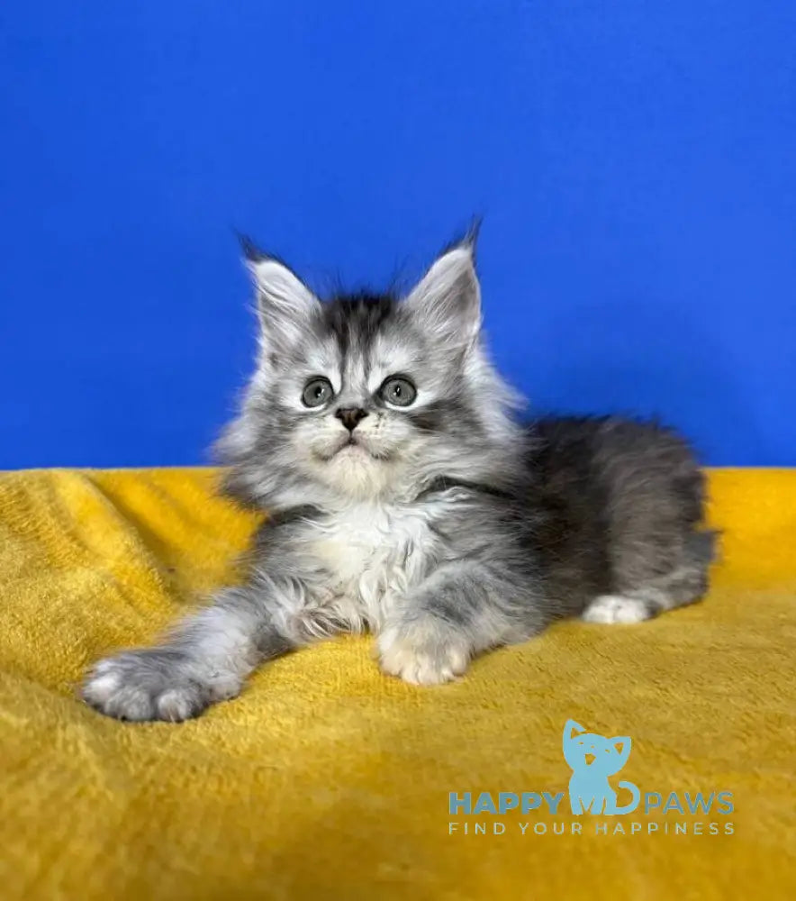 Denisa Maine Coon female black tortie silver live animals
