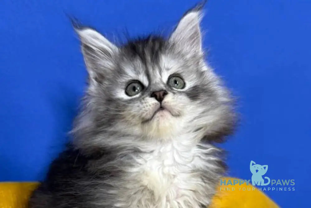 Denisa Maine Coon female black tortie silver live animals