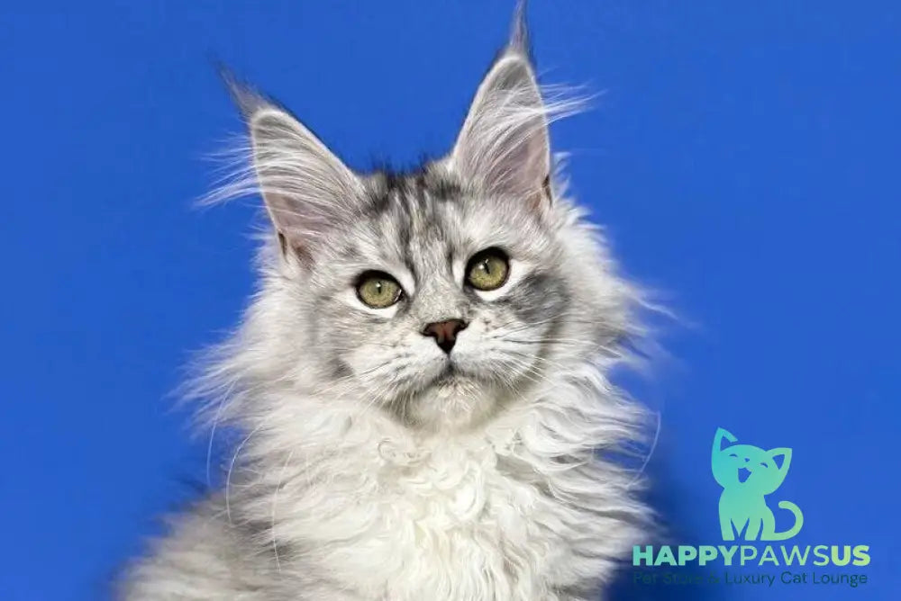 Denisa Maine Coon female black tortie silver live animals