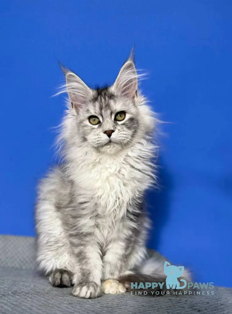 Denisa Maine Coon female black tortie silver live animals