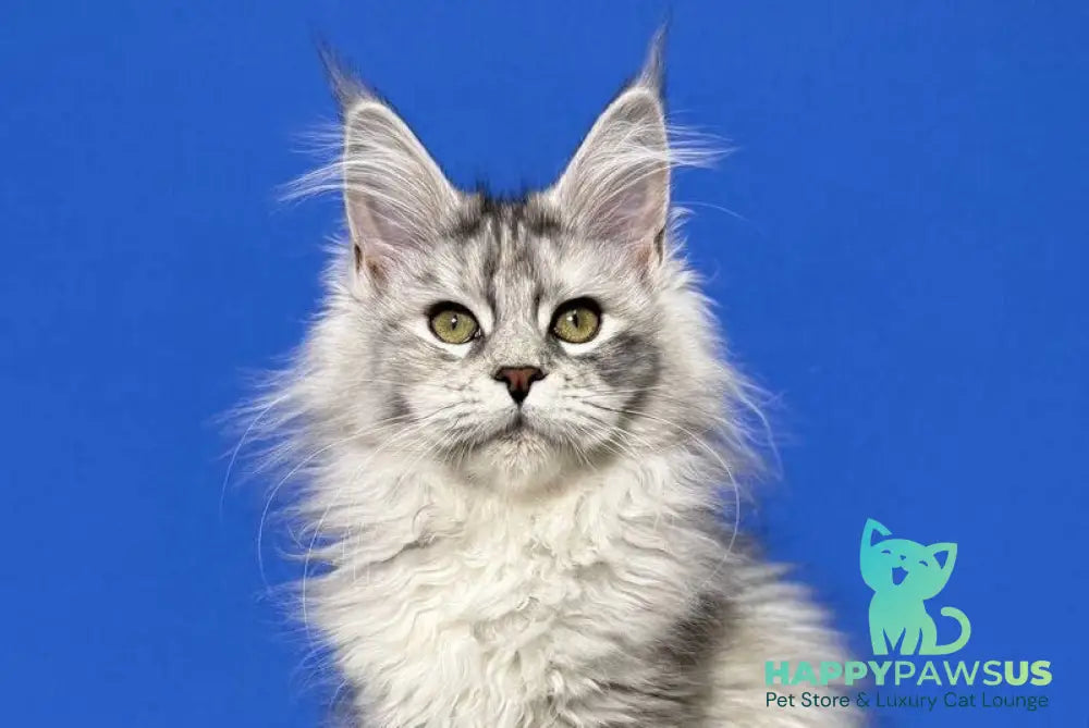 Denisa Maine Coon female black tortie silver live animals