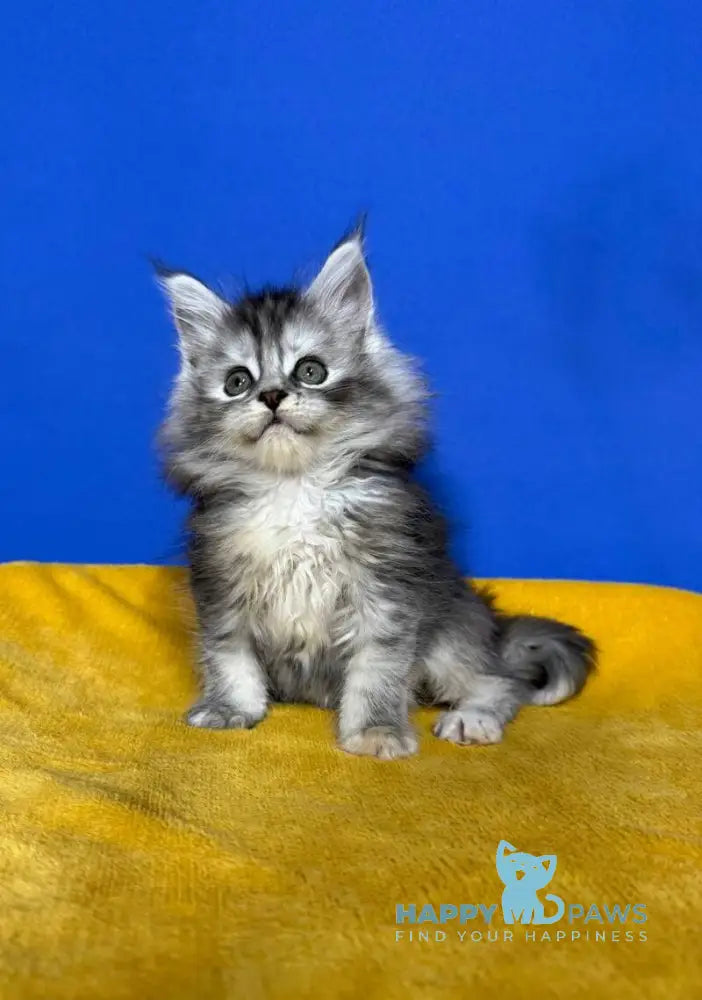 Denisa Maine Coon female black tortie silver live animals