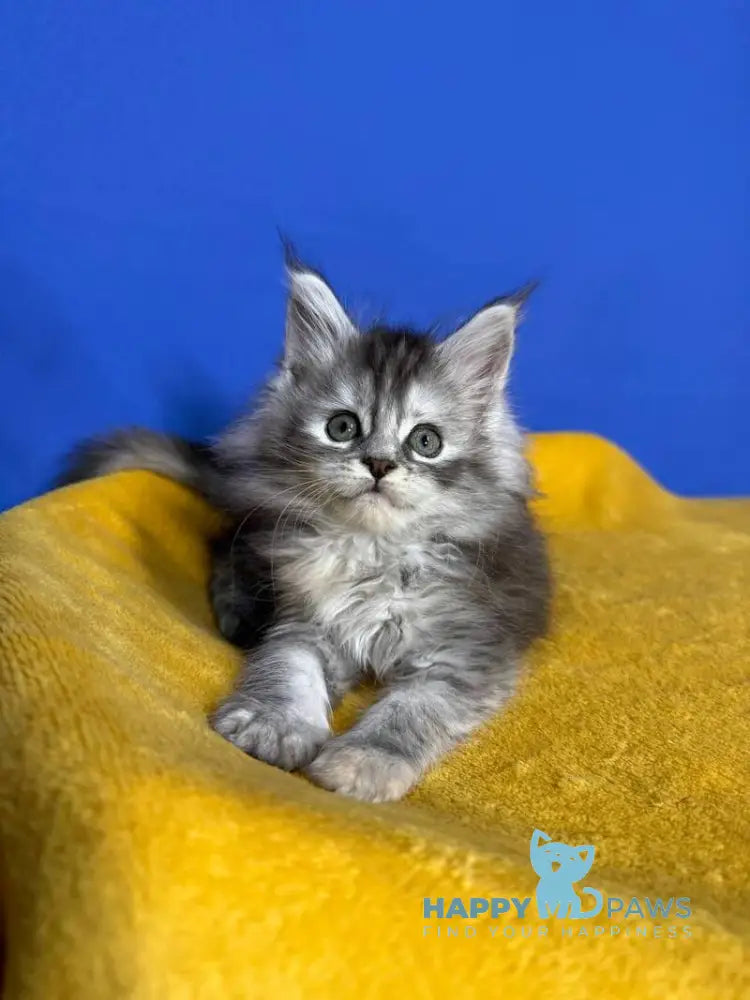 Denisa Maine Coon female black tortie silver live animals