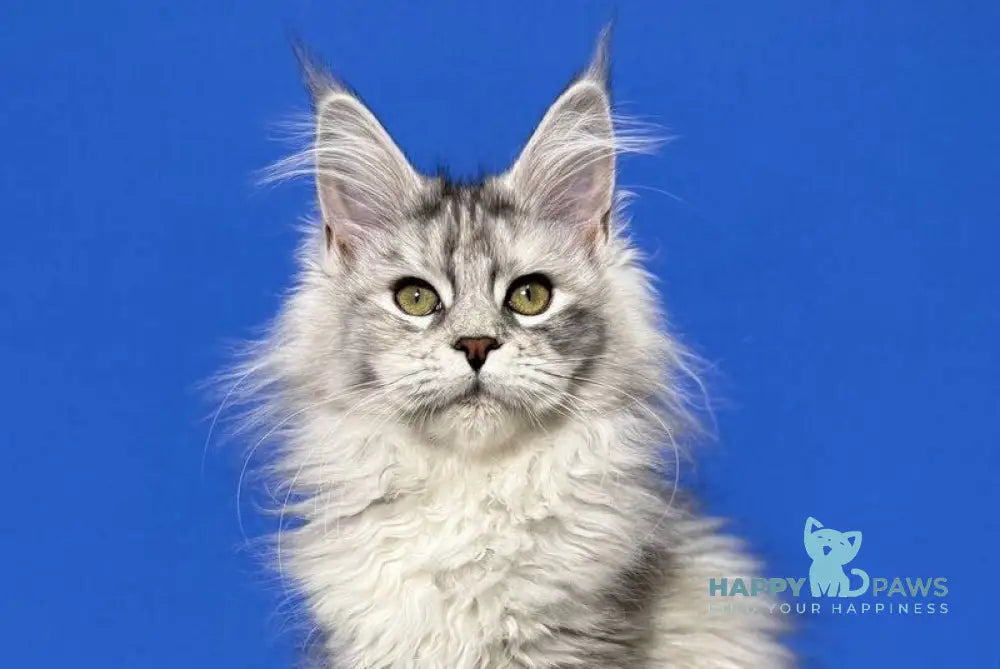 Denisa Maine Coon female black tortie silver live animals