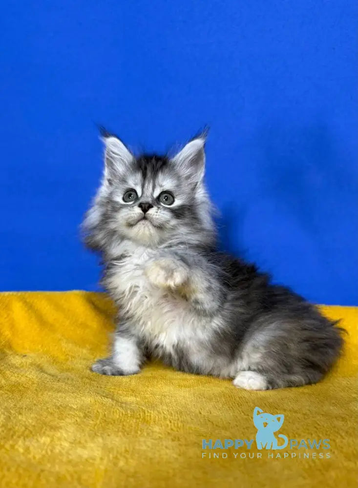 Denisa Maine Coon female black tortie silver live animals