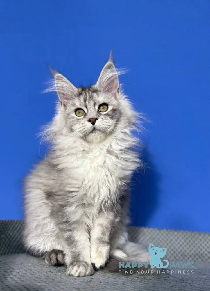 Denisa Maine Coon female black tortie silver live animals