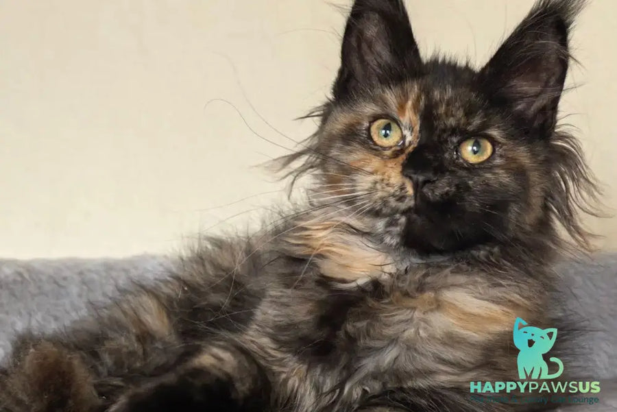Denise Maine Coon female black tortie - live animals