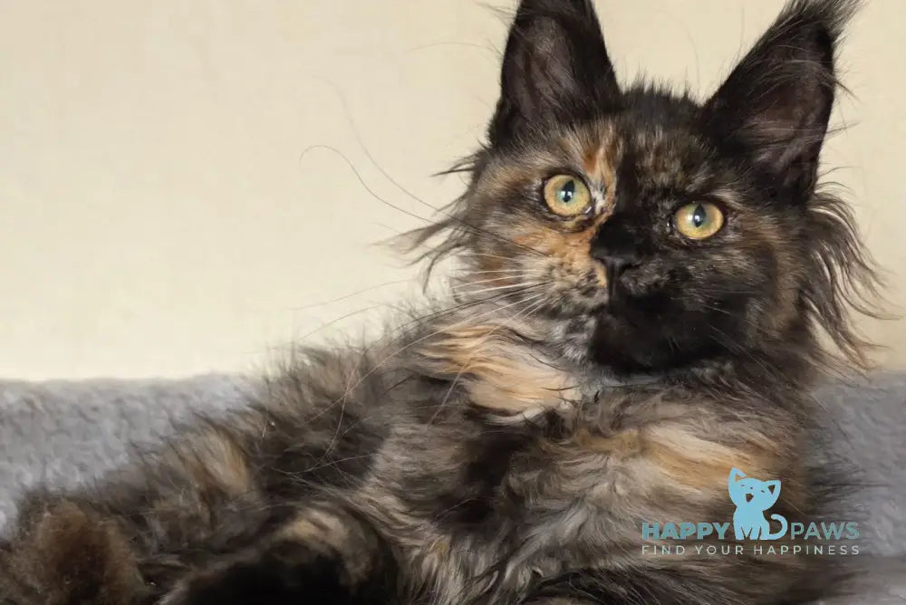 Denise Maine Coon female black tortie - live animals