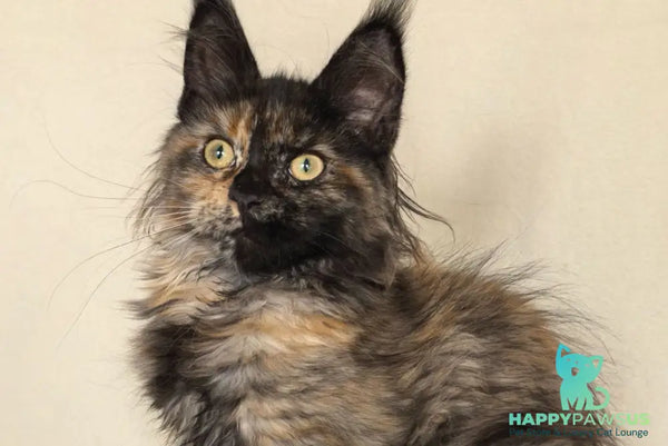 Denise Maine Coon female black tortie - live animals