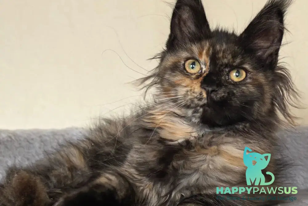 Denise Maine Coon female black tortie - live animals