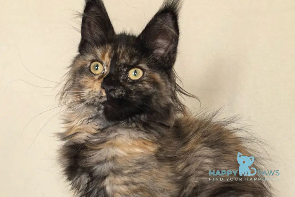 Denise Maine Coon female black tortie - live animals