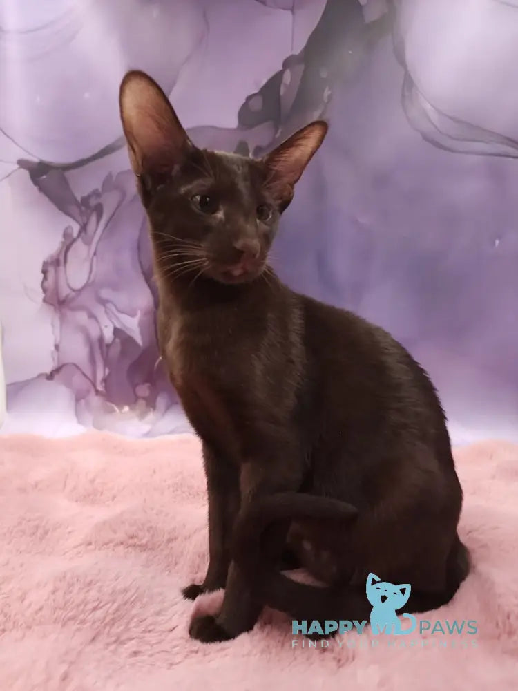 Denise Oriental Shorthair female chocolate live animals