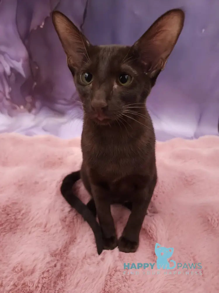 Denise Oriental Shorthair female chocolate live animals