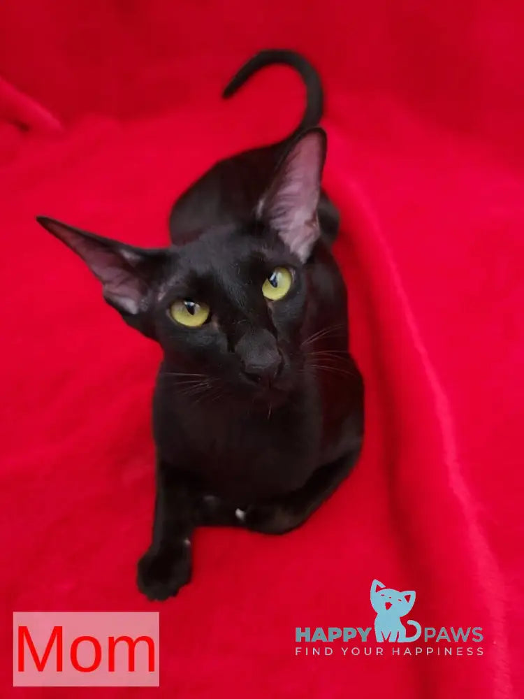 Denise Oriental Shorthair female chocolate live animals