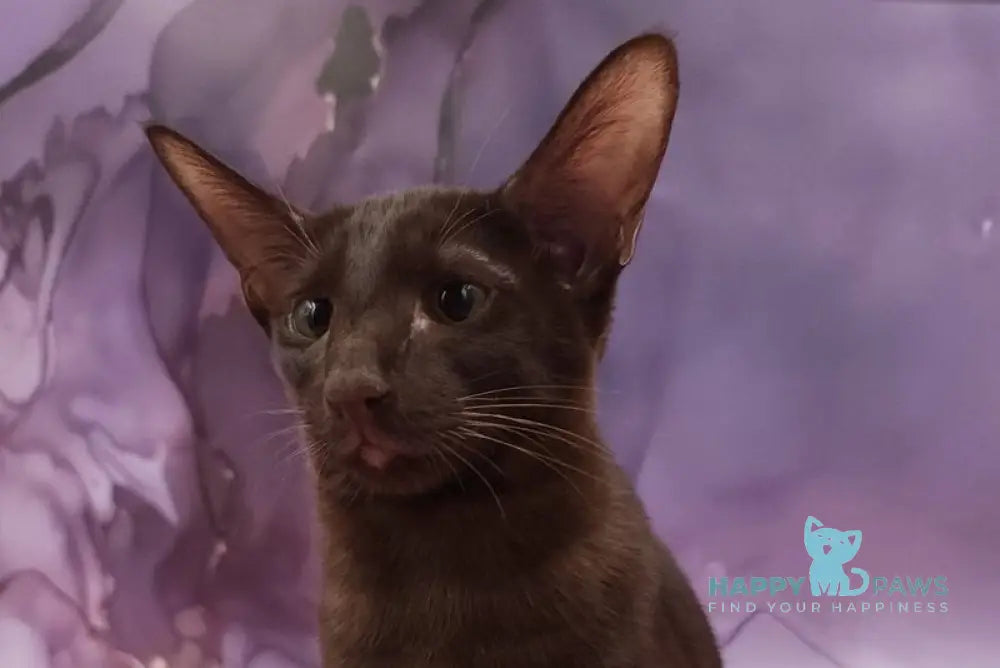 Denise Oriental Shorthair female chocolate live animals