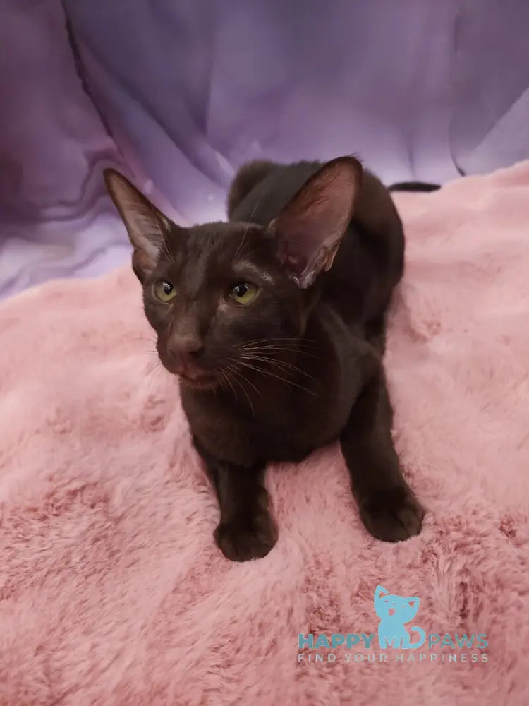 Denise Oriental Shorthair female chocolate live animals