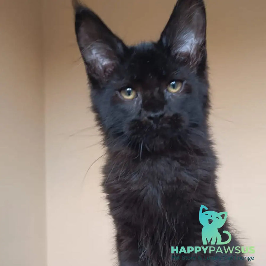Deniz Maine Coon male black - live animals