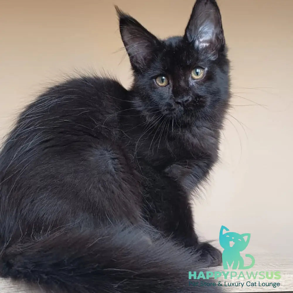 Deniz Maine Coon male black - live animals