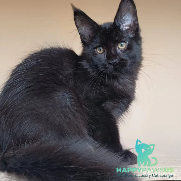 Deniz Maine Coon male black - live animals