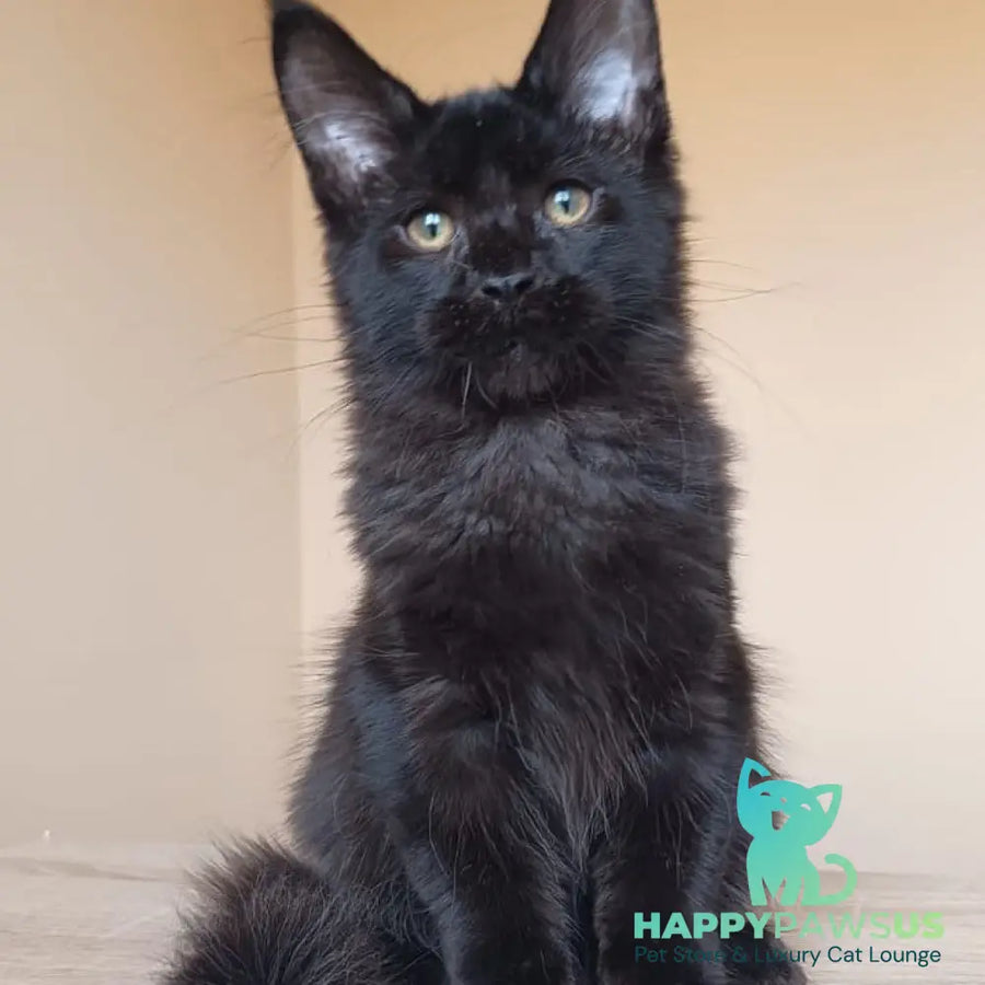 Deniz Maine Coon male black - live animals