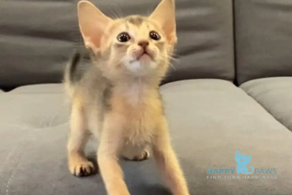 Denni Abyssinian male blue live animals