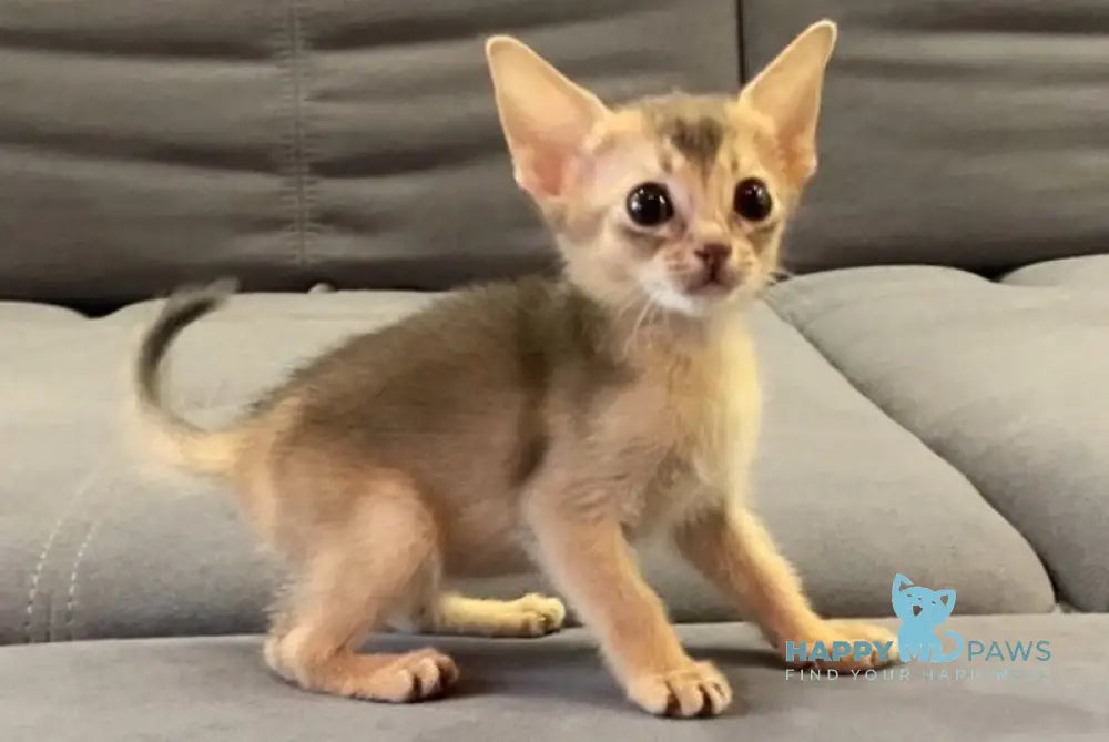 Denni Abyssinian male blue live animals