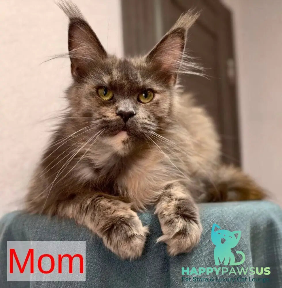 Denni Maine Coon male cream - live animals