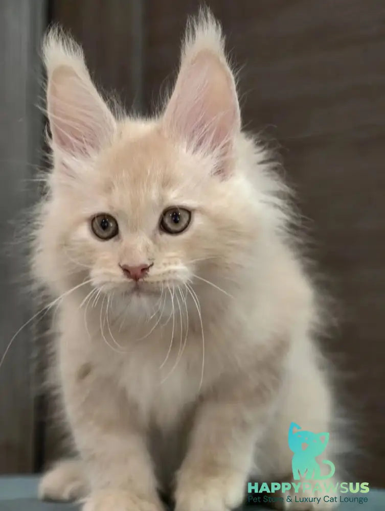 Denni Maine Coon male cream - live animals