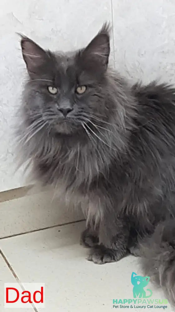 Denni Maine Coon male cream - live animals
