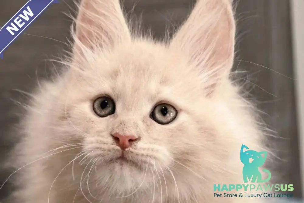 Denni Maine Coon male cream - live animals