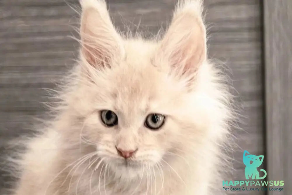 Denni Maine Coon male cream - live animals
