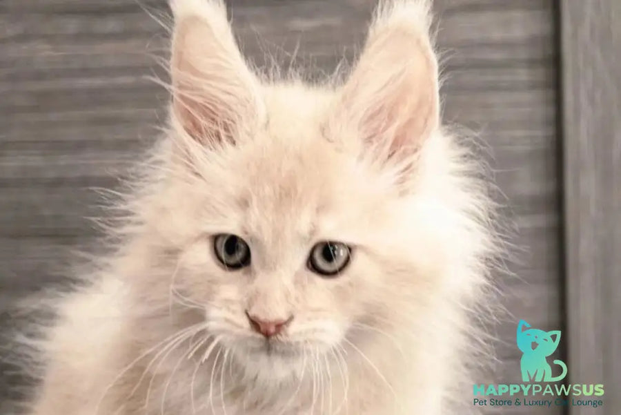 Denni Maine Coon male cream - live animals