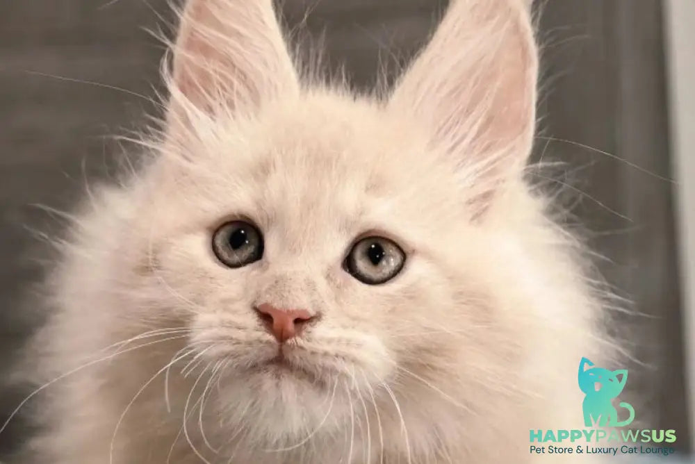 Denni Maine Coon male cream - live animals