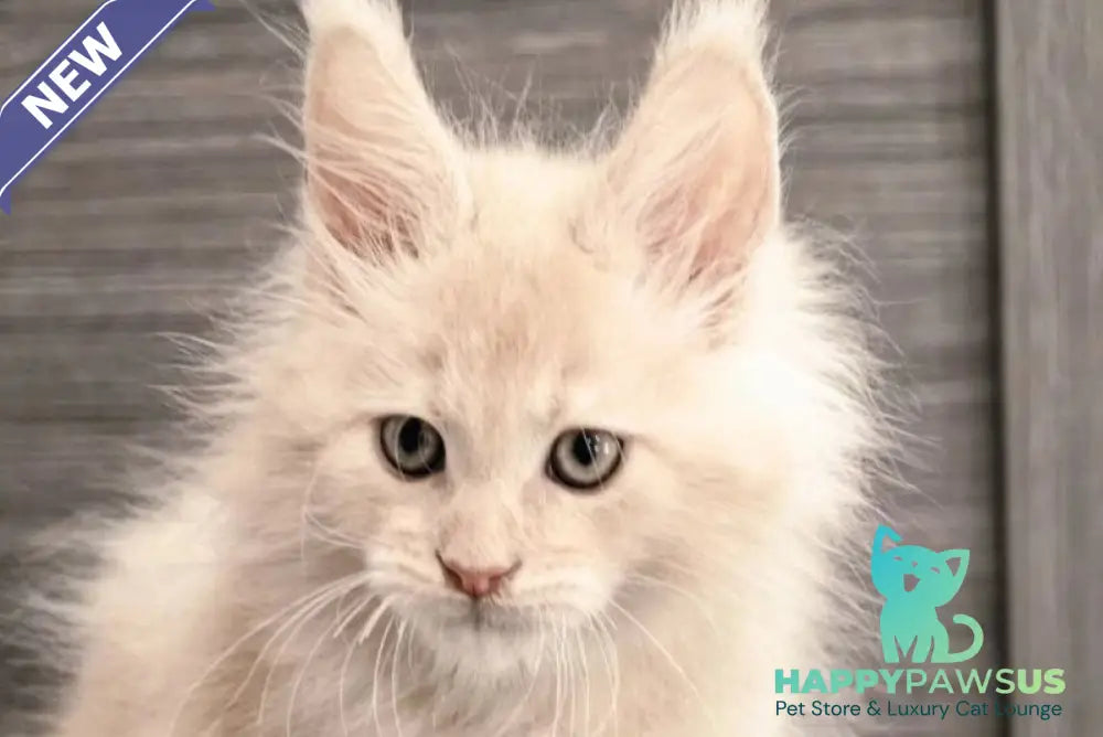 Denni Maine Coon male cream - live animals