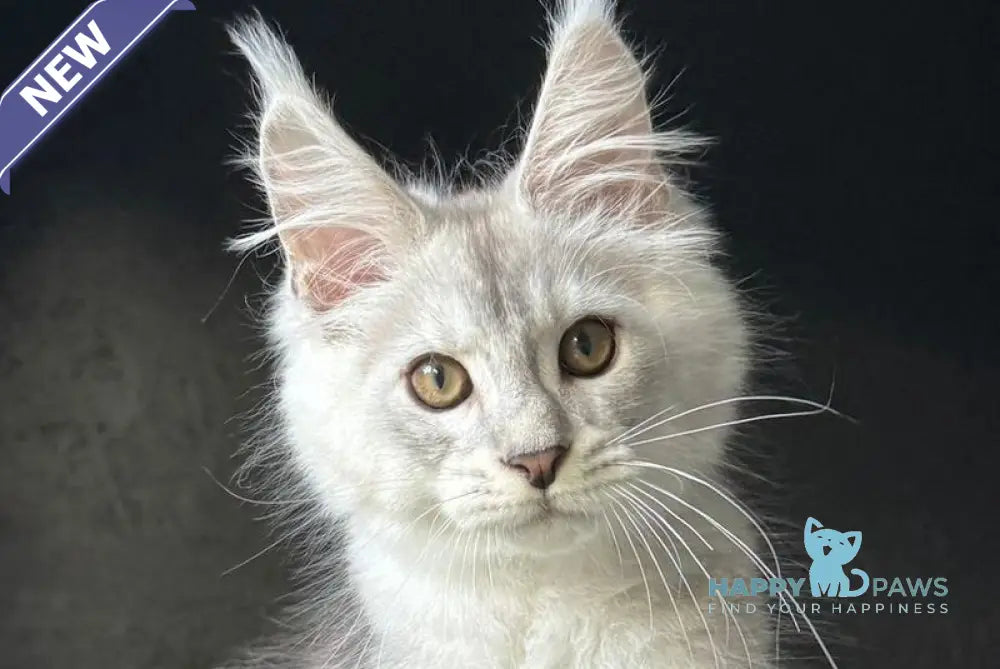 Denver Maine Coon male black silver ticked tabby live animals