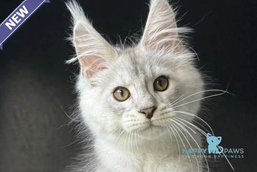 Denver Maine Coon male black silver ticked tabby live animals