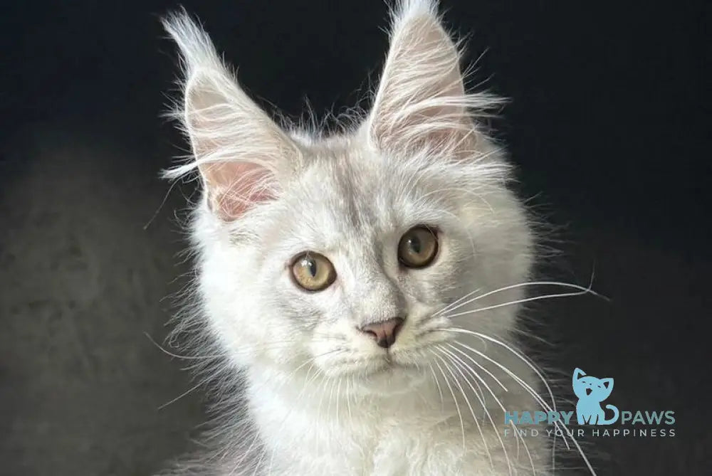 Denver Maine Coon male black silver ticked tabby live animals