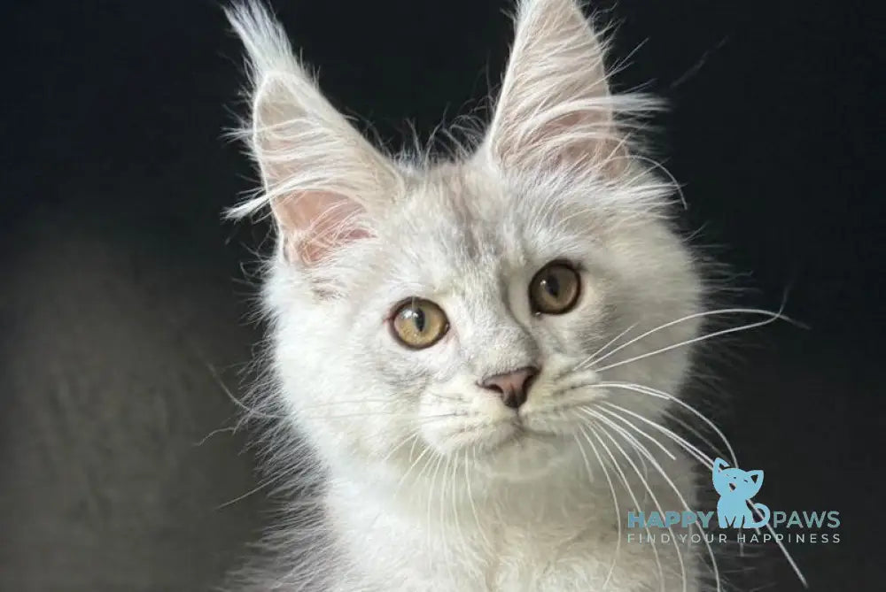 Denver Maine Coon male black silver ticked tabby live animals