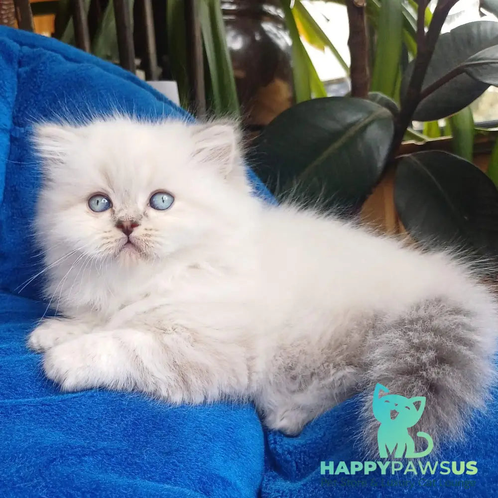 Denya Scottish Straight male blue tabby pointed - live animals
