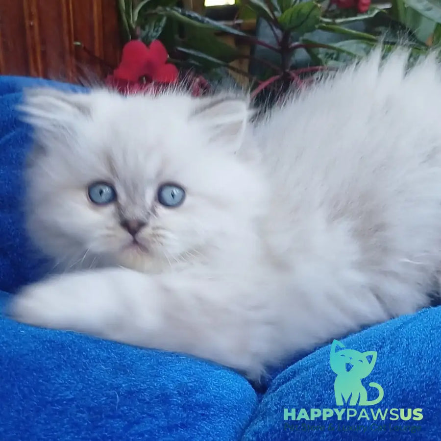 Denya Scottish Straight male blue tabby pointed - live animals