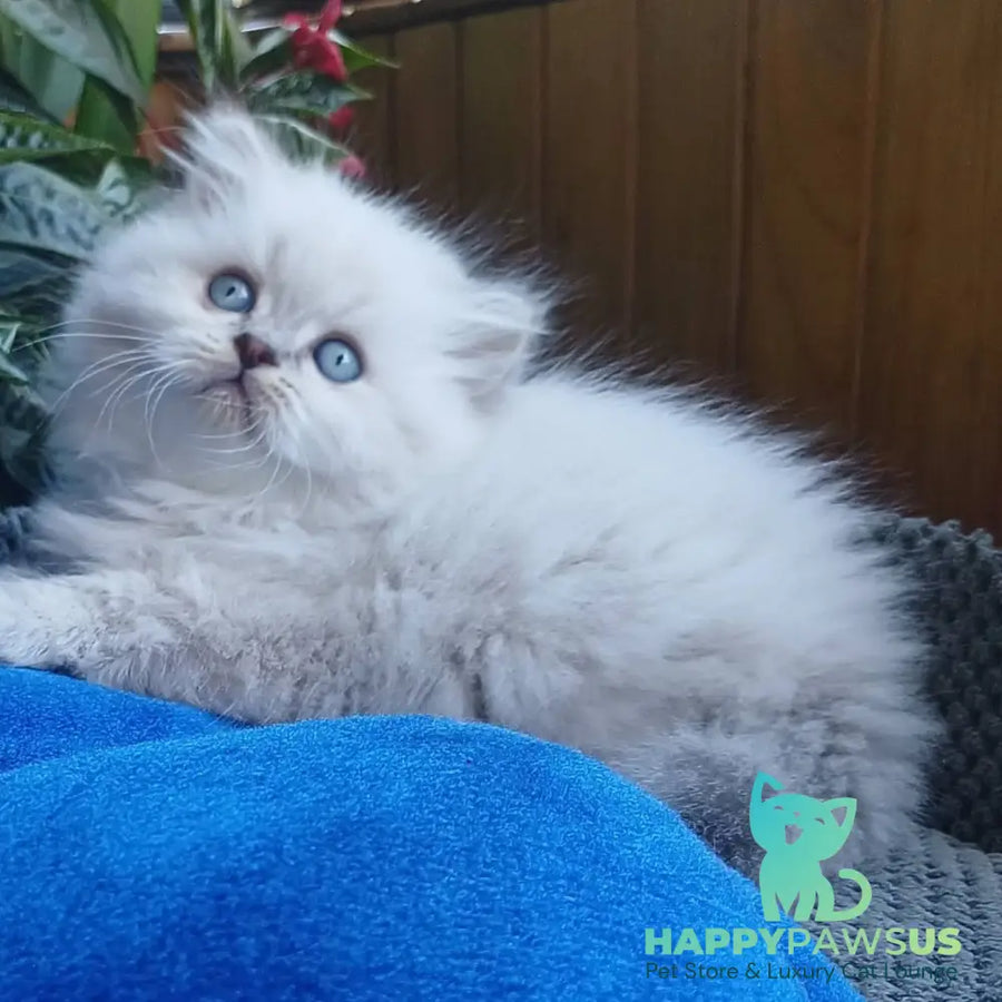 Denya Scottish Straight male blue tabby pointed - live animals