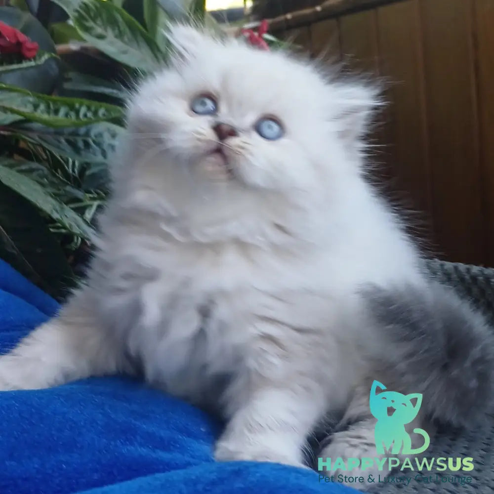 Denya Scottish Straight male blue tabby pointed - live animals