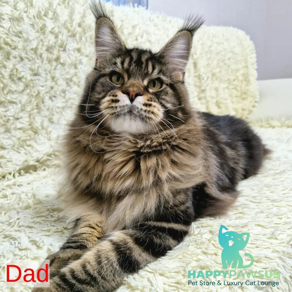 Derbent Midnight Maine Coon male black tabby - live animals