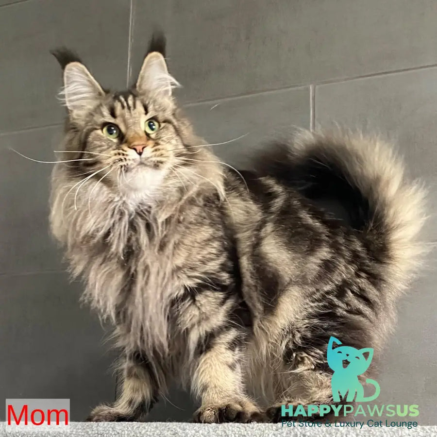 Derbent Midnight Maine Coon male black tabby - live animals