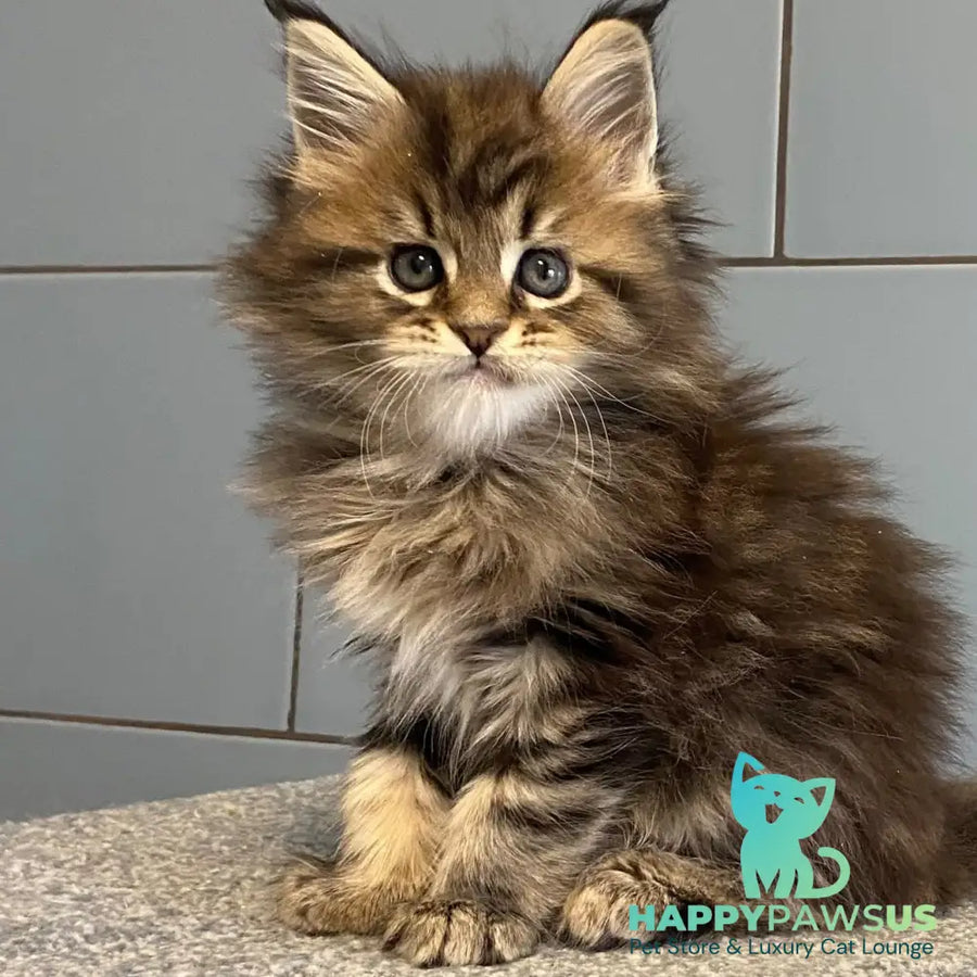 Derbent Midnight Maine Coon male black tabby - live animals