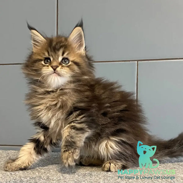 Derbent Midnight Maine Coon male black tabby - live animals