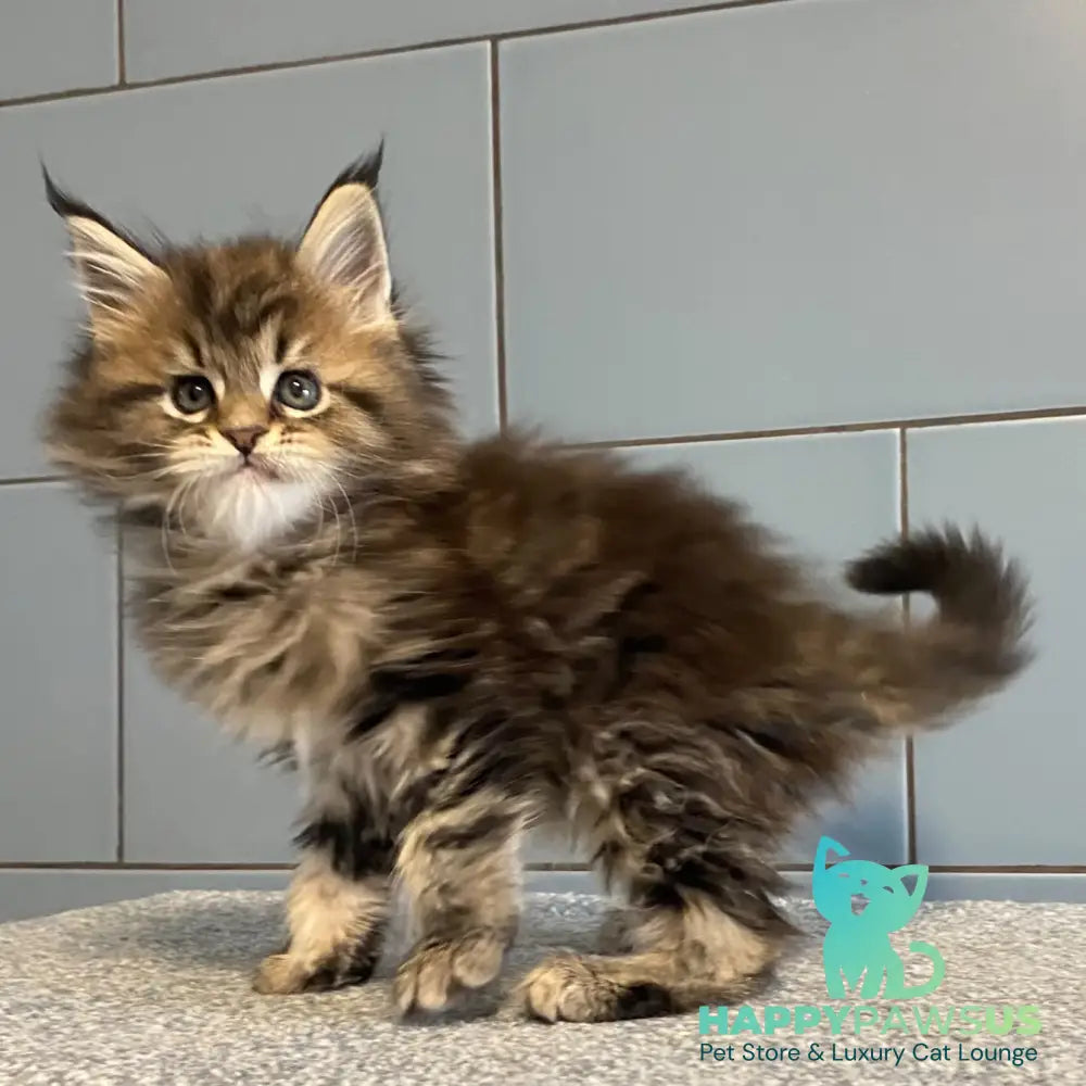 Derbent Midnight Maine Coon male black tabby - live animals
