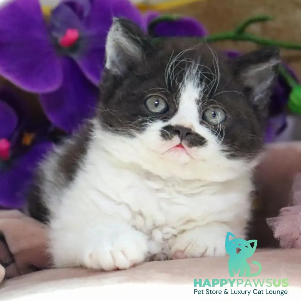 Derec Selkirk Rex male black bicolour - live animals