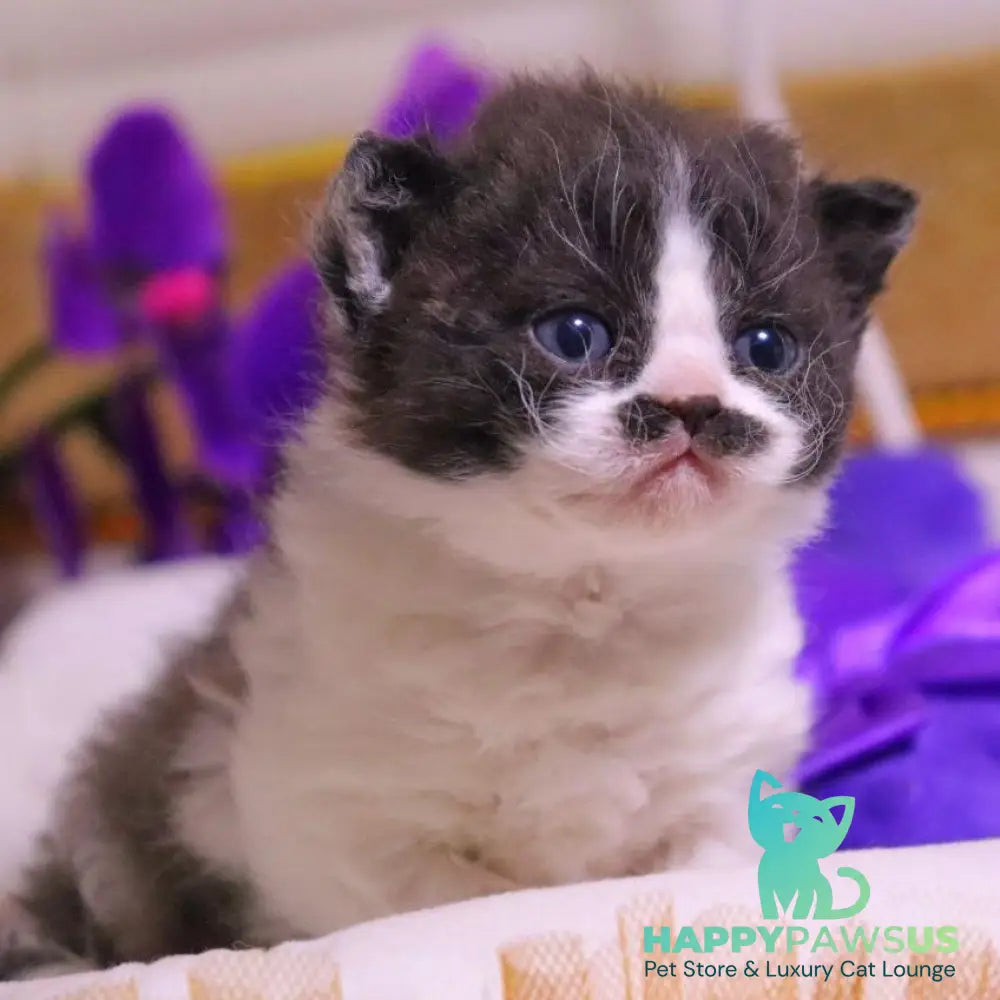Derec Selkirk Rex male black bicolour - live animals